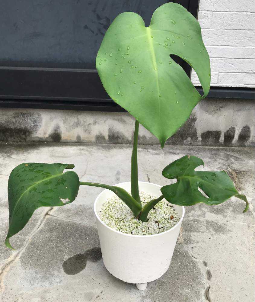 茎伏せ出身モンステラ 成長の軌跡 Greensnap グリーンスナップ 茎伏せ出身モンステラ 成長の軌跡 Greensnap グリーンスナップ