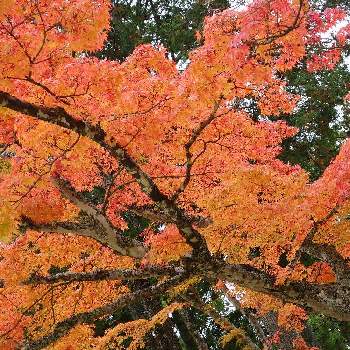 壇上伽藍の画像 by HaRuさん | 紅葉♡と高野山とイロハモミジの紅葉と壇上伽藍