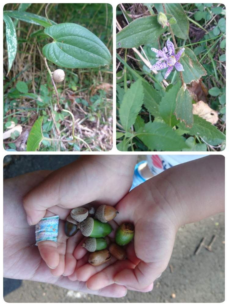 ホトトギスの投稿画像 By Ayaさん どんぐりとむかごの実と探険隊 出動とむらさきとおさんぽと小さな実と花のある暮らし 19月10月22日 Greensnap グリーンスナップ