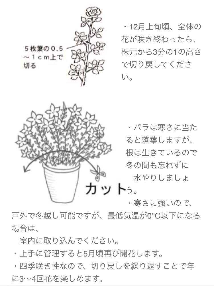 初めての薔薇 成長記録 Greensnap グリーンスナップ