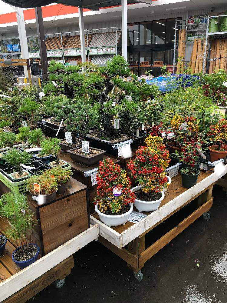 園芸店探訪 コメリ パワー 四街道店 千葉県四街道市 Greensnap グリーンスナップ