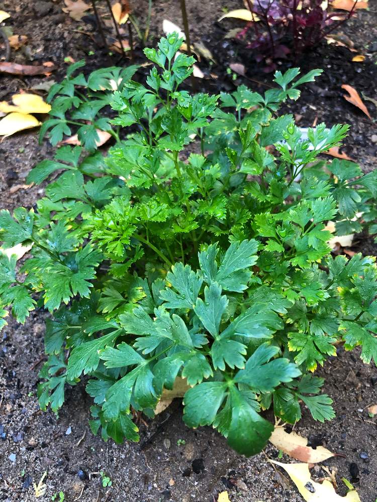 イタリアンパセリの投稿画像 By Heathさん 初心者ですと葉っぱとハーブとセリ科と成長記録と地植えと良い香り 19月10月23日 Greensnap グリーンスナップ