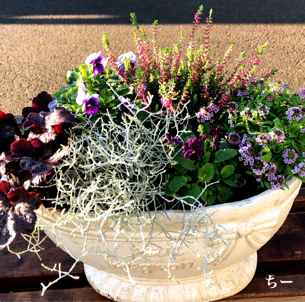 ヒューケラ の投稿画像 By ちーさん 秋に作った寄せ植えフォトコンとプラチーナ とビオラ と花のある暮らしとカルーナ とガーディニングと アリッサムと冬の寄せ植えフォトコンテストとヒューケラ と秋に作った寄せ植えフォトコンとプラチーナ とビオラ と花の