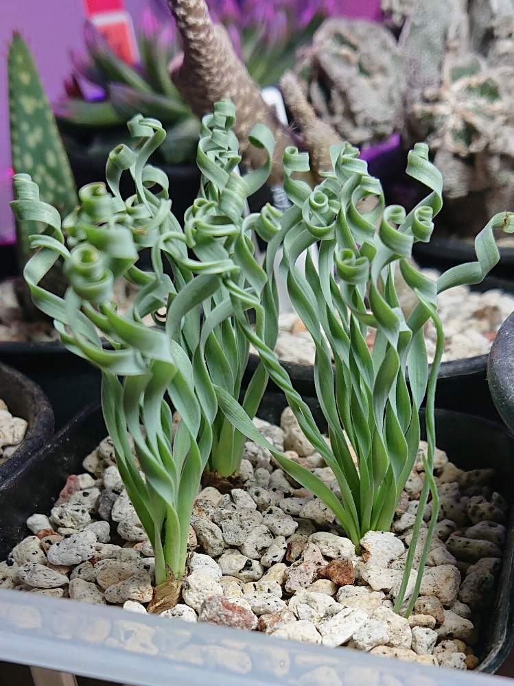 アルブカ コンコルディアナの投稿画像 By Monchanさん 多肉植物と多肉男子とサボテン科と多肉大好きとベランダ多肉と神奈川タニラーと多肉植物とサボテンとタニラーと窓側と球根植物とgreen Up 19月10月23日 Greensnap グリーンスナップ