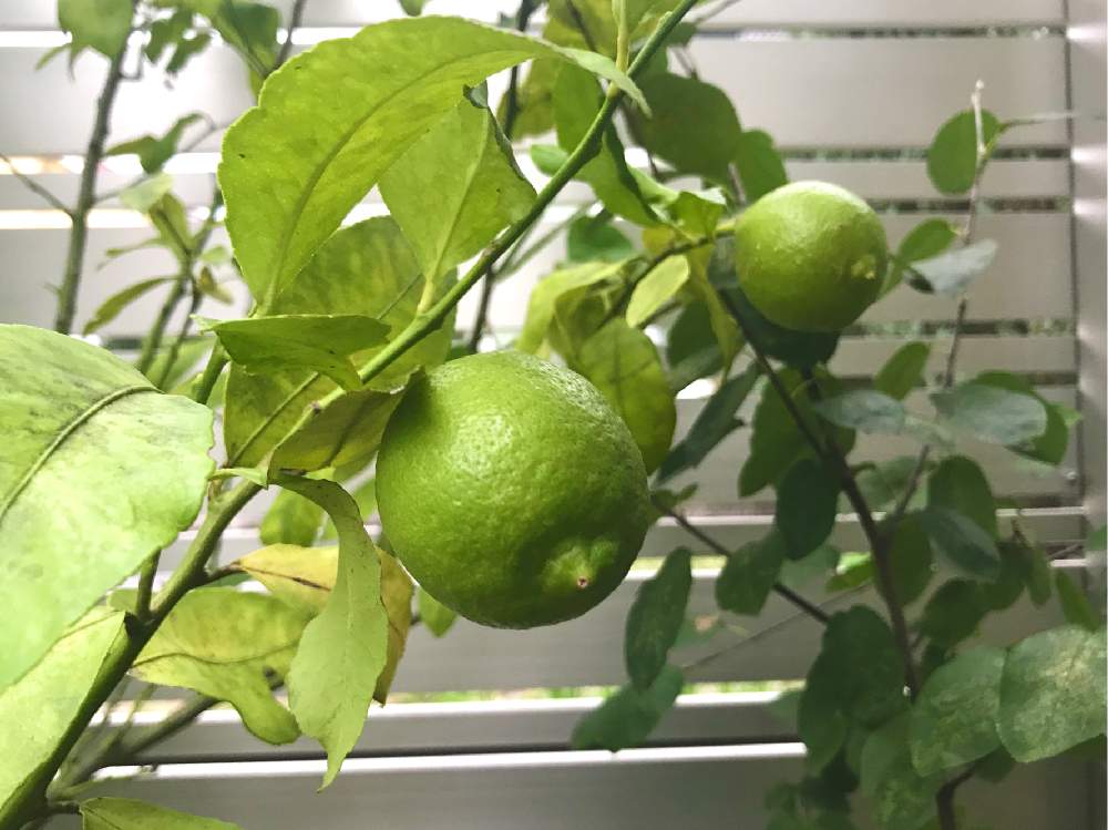 レモンの投稿画像 By みみゆさん 初収穫と花の15年組と実ものは幸せ 19月10月23日 Greensnap グリーンスナップ
