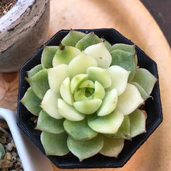 ベンバディス錦の投稿画像一覧 Greensnap グリーンスナップ