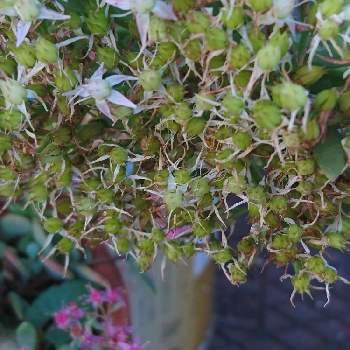 セダムサンダークラウドの投稿画像一覧 Greensnap グリーンスナップ