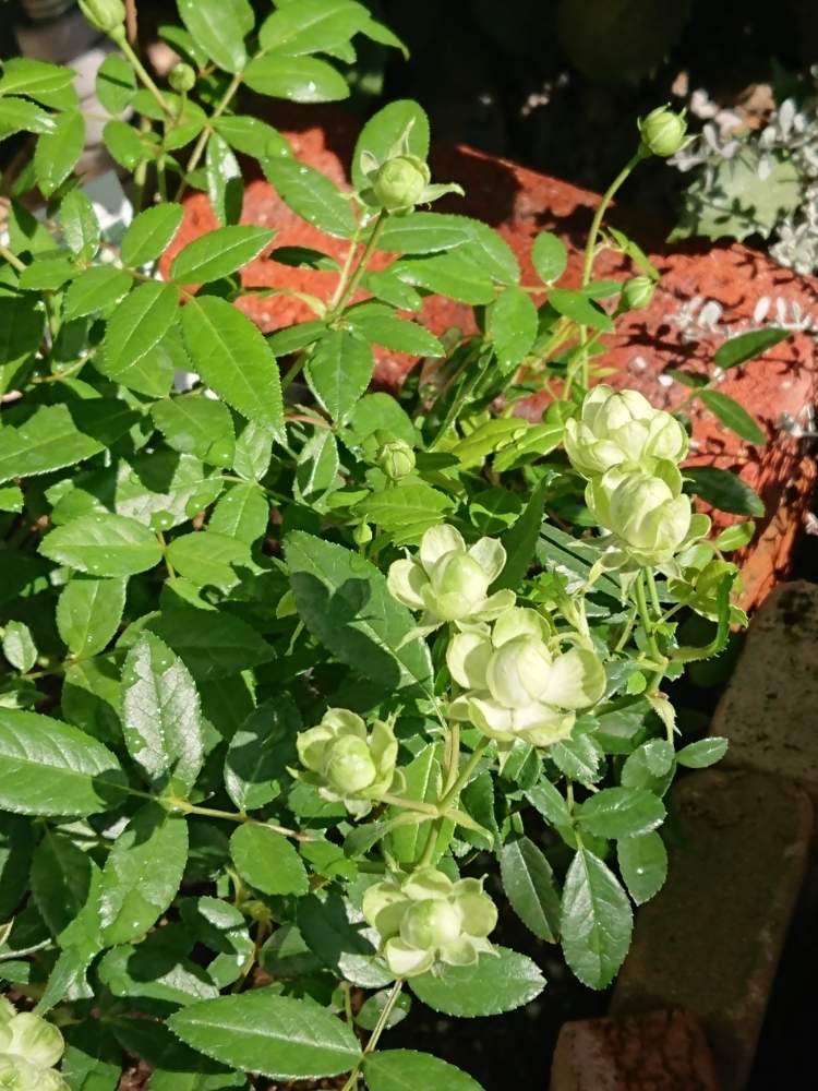 スプレーバラ エクレールの投稿画像 By まりんさん 地植えときれいな色とおきにいりとばら バラ 薔薇とグリーンの花 19月10月23日 Greensnap グリーンスナップ