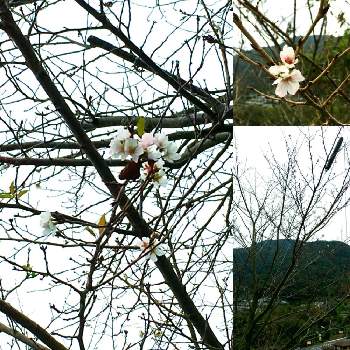 台風の影響の画像 by 楓さん | お出かけ先と花のある暮らしと桜咲くと台風の影響