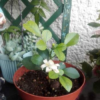 ジャスミンホワイトプリンセスの投稿画像一覧 Greensnap グリーンスナップ