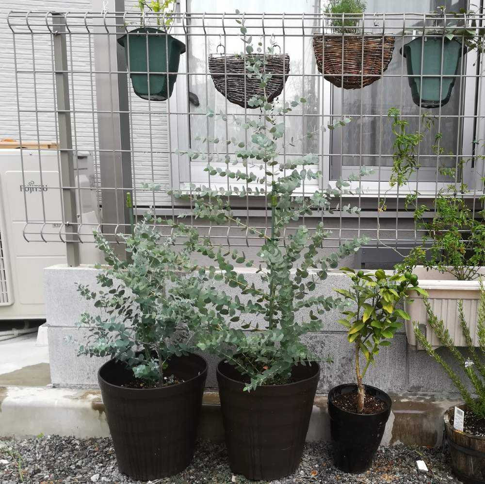 ユーカリグニーの成長記録 Greensnap グリーンスナップ