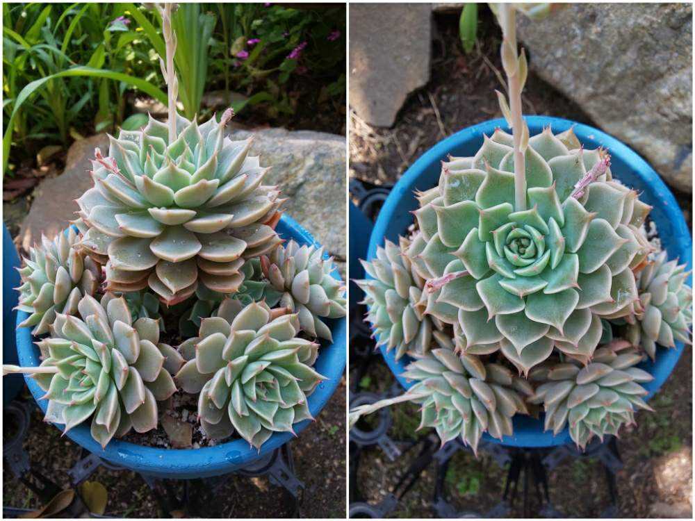 ︎✿026マーガレットレッピンの生長記録(6年目)2022.07.18更新