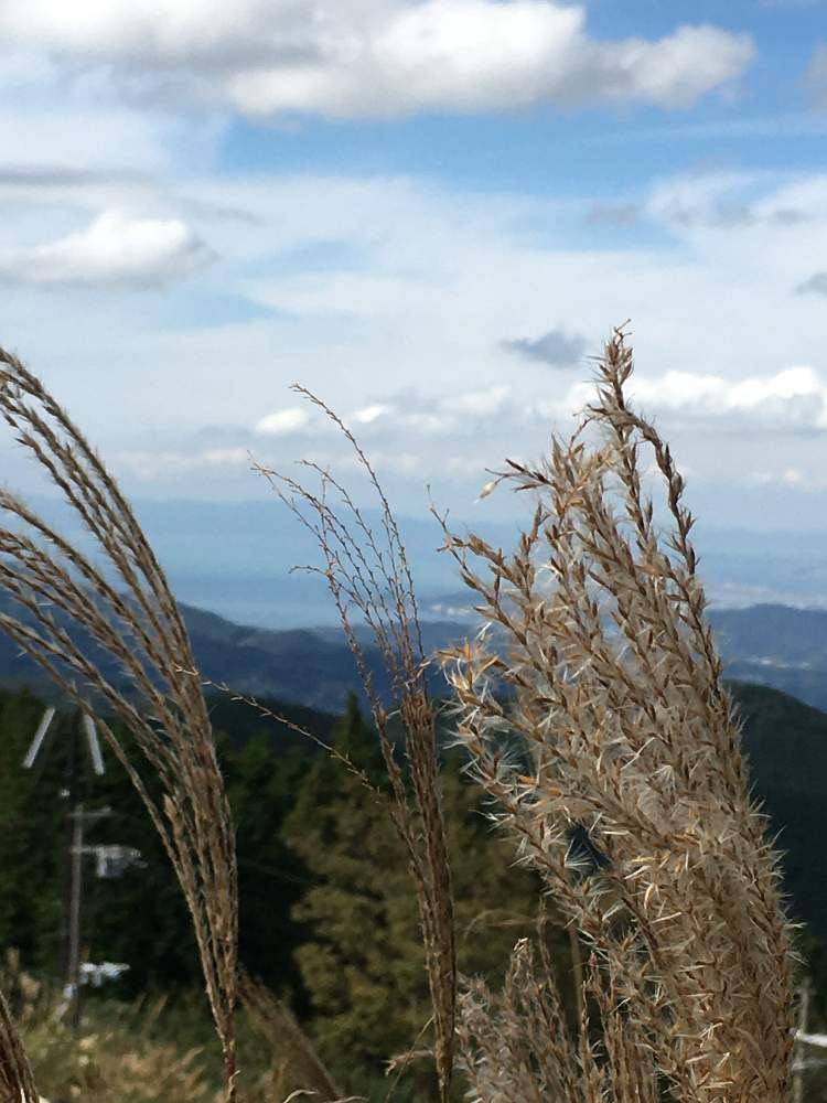 ススキの投稿画像 By 卓司さん 19月10月23日 Greensnap グリーンスナップ