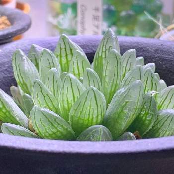 シンビフォルミス グラキリデリネアータの投稿画像一覧 Greensnap グリーンスナップ シンビフォルミス グラキリデリネアータの投稿画像一覧 Greensnap グリーンスナップ