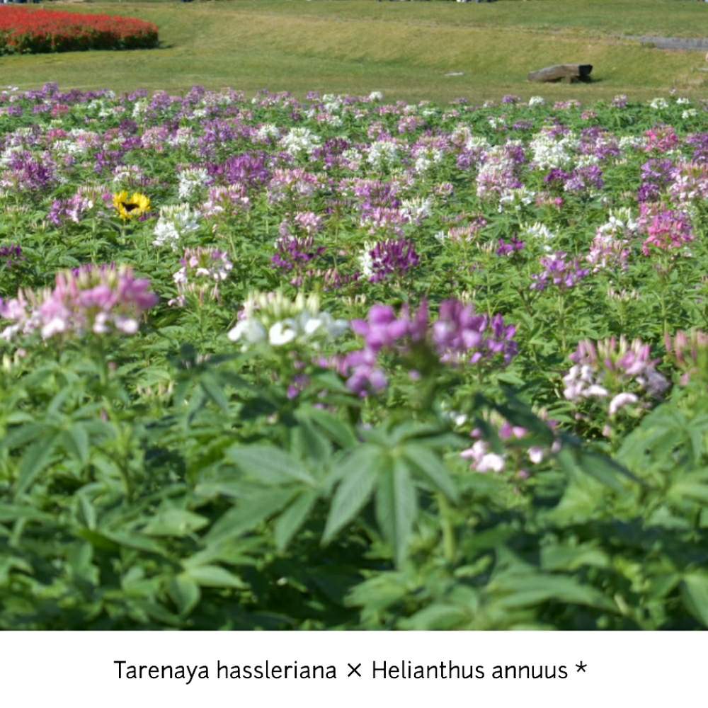 クレオメの投稿画像 By Botanii さん 西洋風蝶草と植物のある暮らしとボタニカルライフと淡路島 花さじきとクレオメ と花のある暮らしとお出かけ先と私の癒しスポットと植物のある暮らしとボタニカルライフと淡路島 花さじきとクレオメ と花のある暮らしと私の癒し