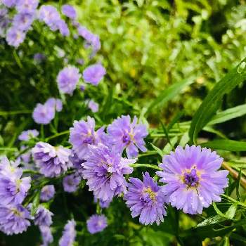 板取の画像 by サーさん | 広い庭と宿根アスターと紫の花と花のある暮らしと母の庭と板取