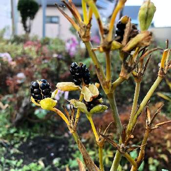 ぬばたま の投稿画像一覧 Greensnap グリーンスナップ