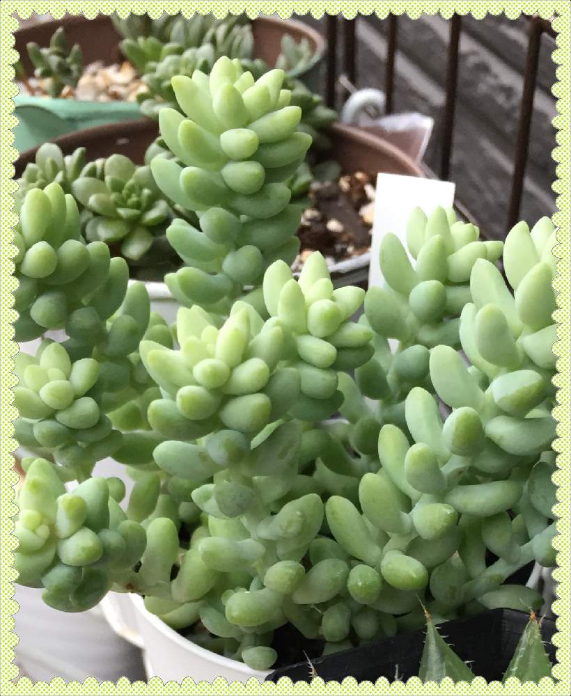 多肉植物 ビアホップの投稿画像 By ルーティさん 名前が多い件とセダム属 ブリトーとタニク初心者と新玉つづり 19月10月24日 Greensnap グリーンスナップ