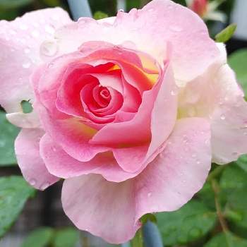 マチルダ薔薇の画像 by とこちゃんさん | 小さな庭と遊び心とピンクの花と庭の花と癒しとGS映えときれいと可愛いと花のある暮らしとマチルダ薔薇と感激