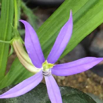 75 イソトマ 毒性 最高の花の画像