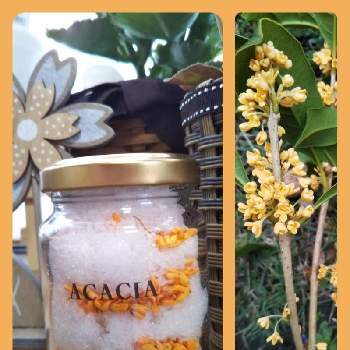 モイストポプリの投稿画像一覧 Greensnap グリーンスナップ