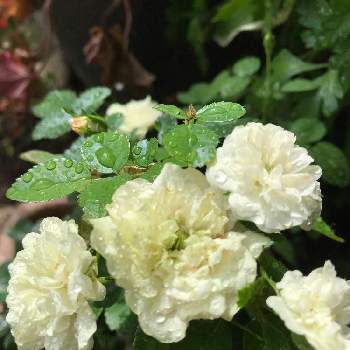 《ミニバラ》の画像 by きゃらめる©︎さん | 白いバラとミニバラ鉢植えとバラのある暮らしともうすっかり秋と《ミニバラ》と新米ロザリアンと白いお花と可愛い白い花と花のある暮らしとバラ・ミニバラとミニバラ グリーンアイス