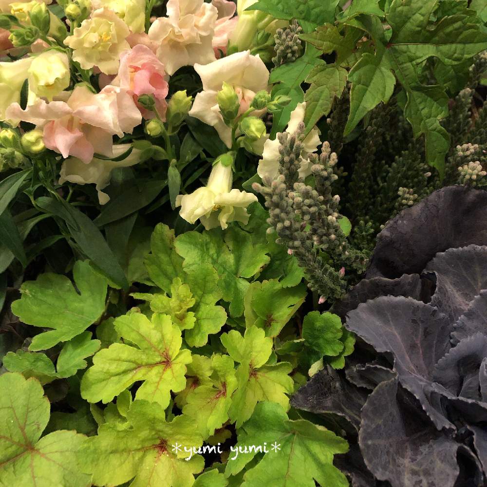 ヒューケラの投稿画像 By Yumi Yumi さん 斑入りノブドウとカルーナ ガーデンガールズとハボタン シルクレッドアッシュとキンギョソウとヒューケラ とキュンキュン乙女倶楽部とお疲れ様です と東北 北海道に光をと八重咲きキンギョソウと秋の気配と花のある暮らし