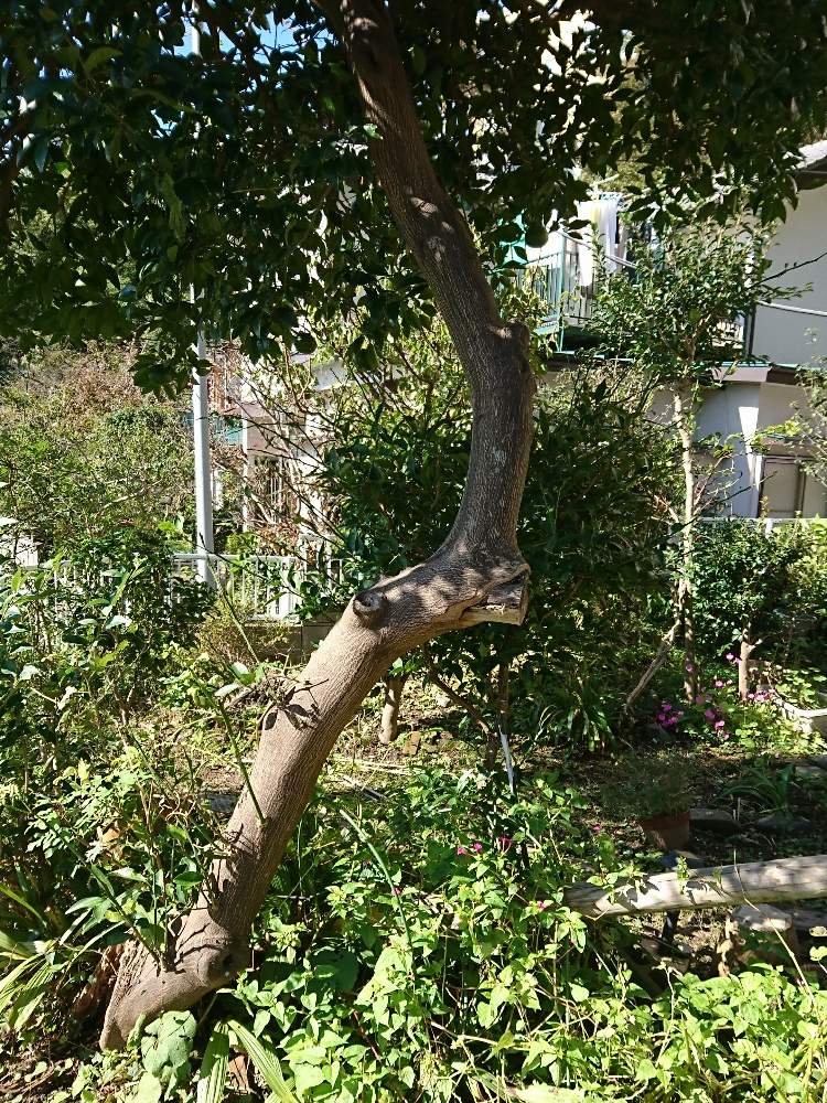 夏ミカンの樹の穴修復 Greensnap グリーンスナップ