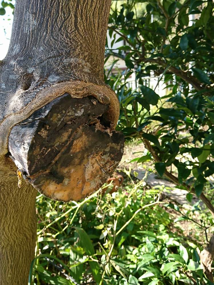 夏ミカンの樹の穴修復 Greensnap グリーンスナップ