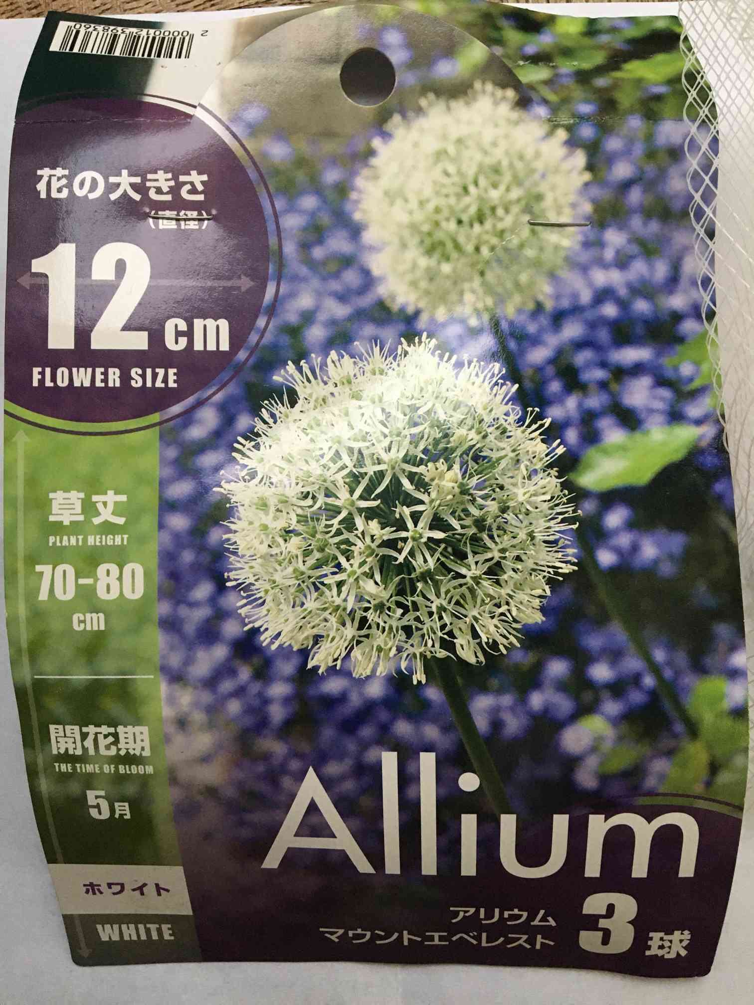 アリウム マウントエベレスト｜🍀GreenSnap（グリーンスナップ）