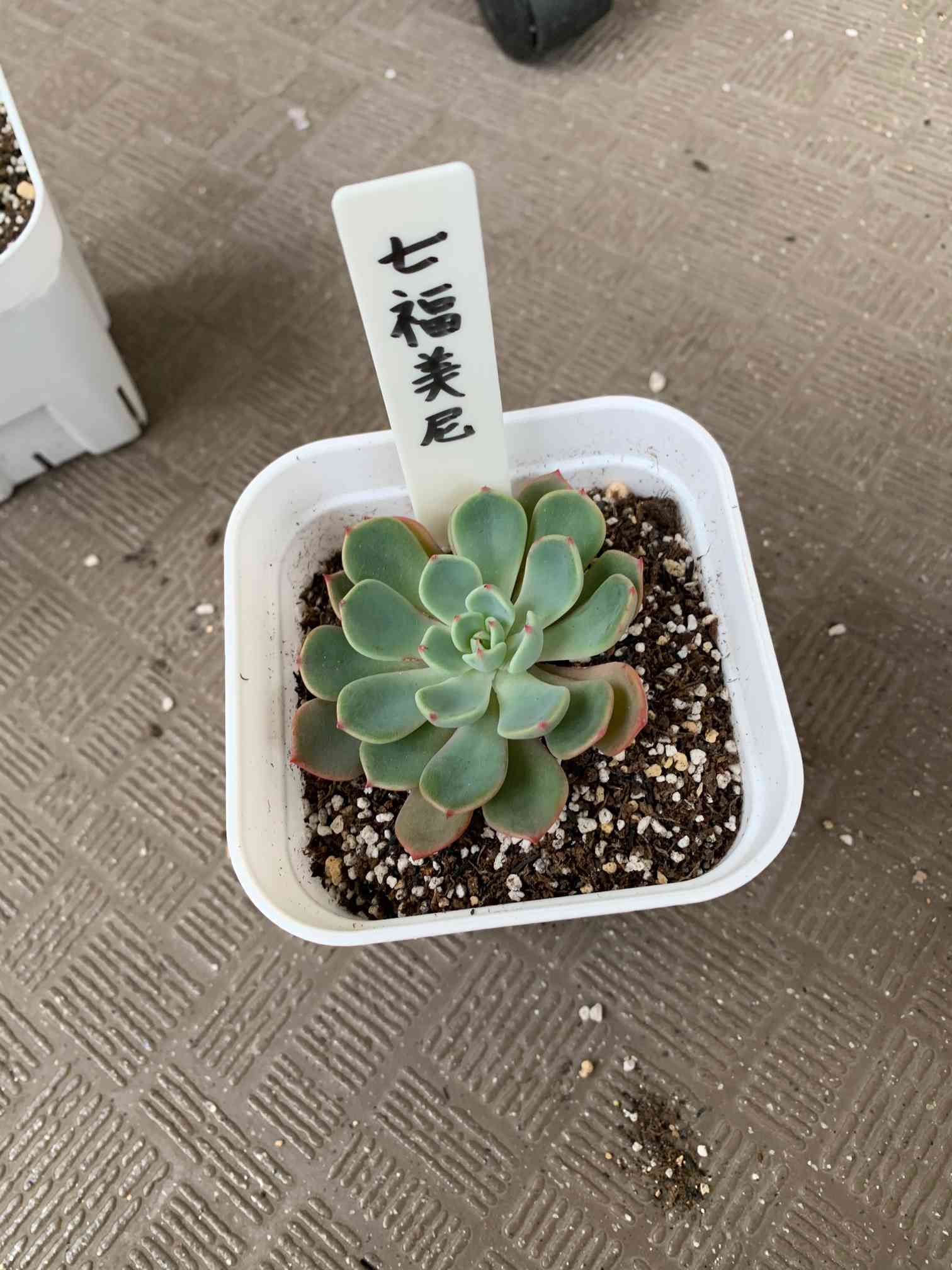 七福美尼の成長記録(しちふくみに)｜🍀GreenSnap（グリーンスナップ）