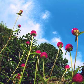 センニチソウの画像 by yuh:)さん | 小さな庭とセンニチソウと花のある暮らしとガーデニング初心者とはなまっぷ