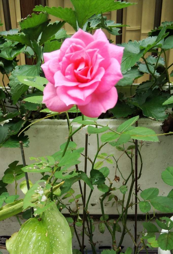 小さな庭の画像 by さとゆめさん | 小さな庭とミニばら☆と毎年咲くと花のある暮らしとピンクのばらと１輪の花と可愛いさ♡