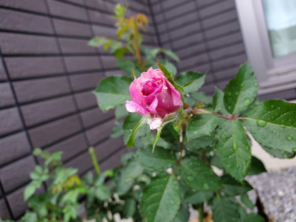 薔薇の投稿画像 By にょさん シェエラザードとバラ図鑑と秋バラとバラの家とつぼみとガーデニング初心者とガーデニングと花のある暮らしとバラ ミニバラとガーデニング一年生 19月10月25日 Greensnap グリーンスナップ