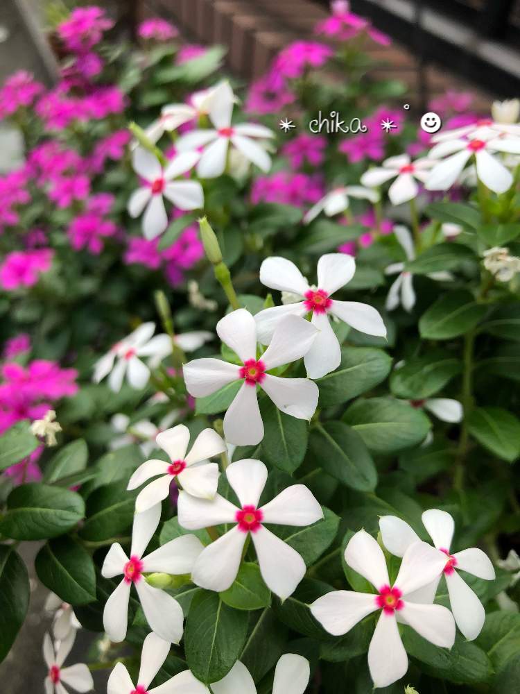 ニチニチソウ 夏花火の投稿画像 By Chika さん 花のある暮らし 19月10月25日 Greensnap グリーンスナップ