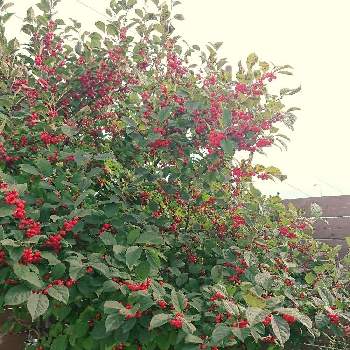 魔除けの投稿画像一覧 Greensnap グリーンスナップ