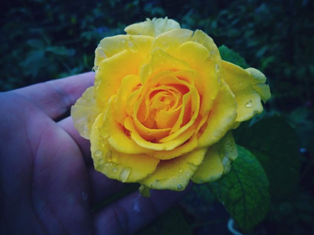 バラ ソラーレの投稿画像 By きらまる さん Htcとyumiko印と極上咲きと薔薇愛同盟と薔薇男子と薔薇 に魅せられてとオシャレとb型とgs映えと今日の一枚ときれいな色と美しき薔薇様とたまらん と花のある暮らしとテンション とロザリアンとバラを楽しむ 19月10月