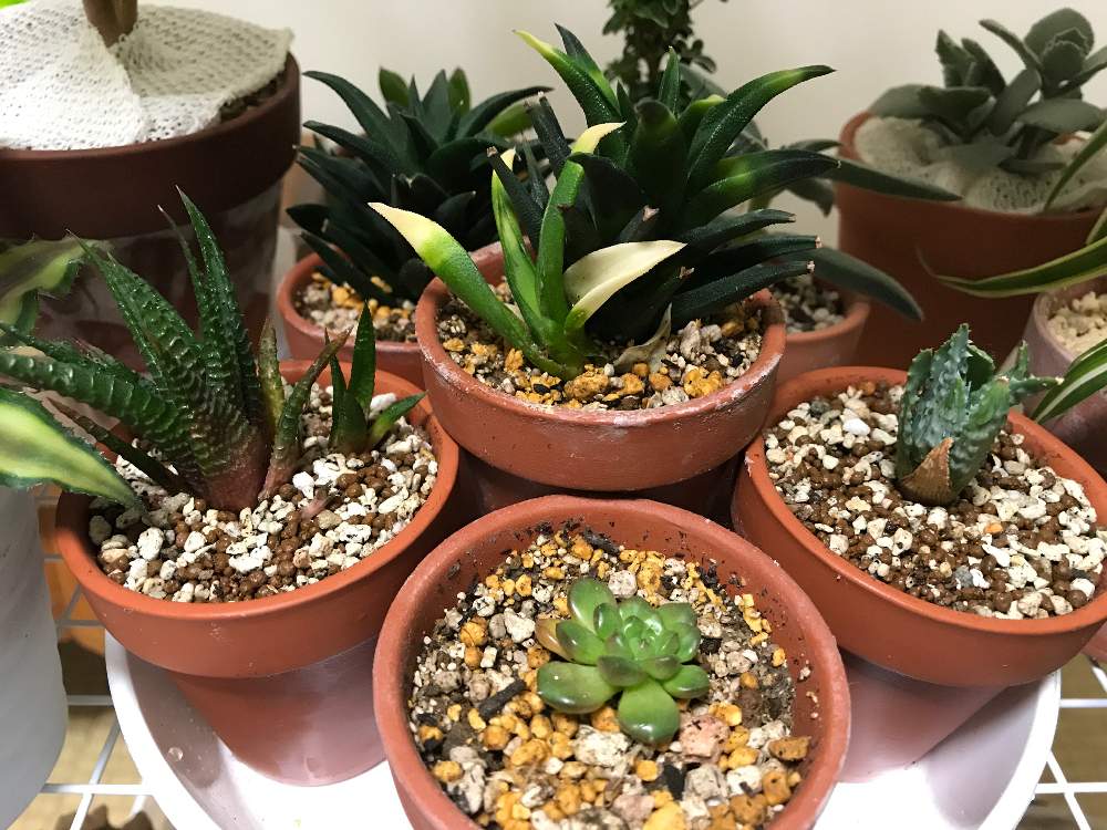 多肉植物の投稿画像 By Kayopayoさん みどりのある暮らしと置き場所が終末時計とハオルチア属と植中毒と緑のある暮らしとアロエ属 19月10月25日 Greensnap グリーンスナップ