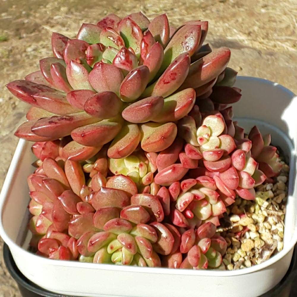 注目の 限定15個 多肉植物 エケベリア ピンクルルビー 1個650円 フラワー ガーデン Www Jme Ag