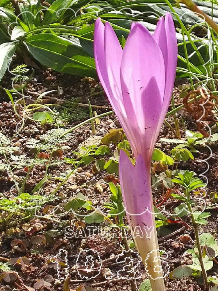 コルチカム の投稿画像 By メイプルママさん コルチカム と球根と花のある暮らしとかわいいな と球根植物 19月10月26日 Greensnap グリーンスナップ