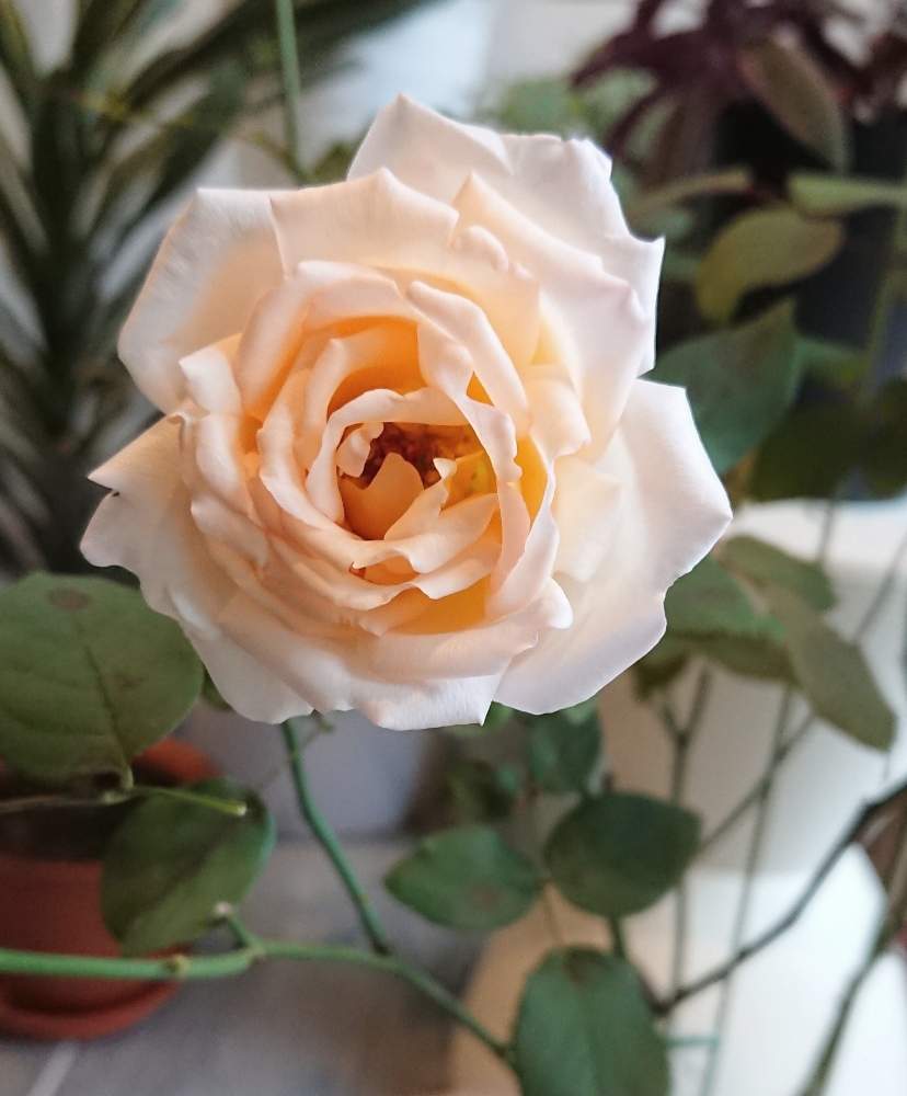 バラ 薫乃の投稿画像 By Blankaさん ローズと可愛い花と淡い色の花と薔薇 薫乃と花のある暮らし 19月10月26日 Greensnap グリーンスナップ