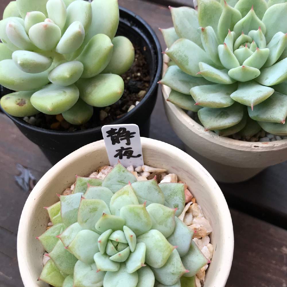 テラスの投稿画像 By 綴さん 多肉植物と静夜 とルスビー と ティッピーとエケベリア属と多肉女子とタニク初心者と関西タニラーと多肉植物と静夜 とルスビー と ティッピーとエケベリア属と多肉女子とタニク初心者と関西タニラー 19月10月26日 Greensnap