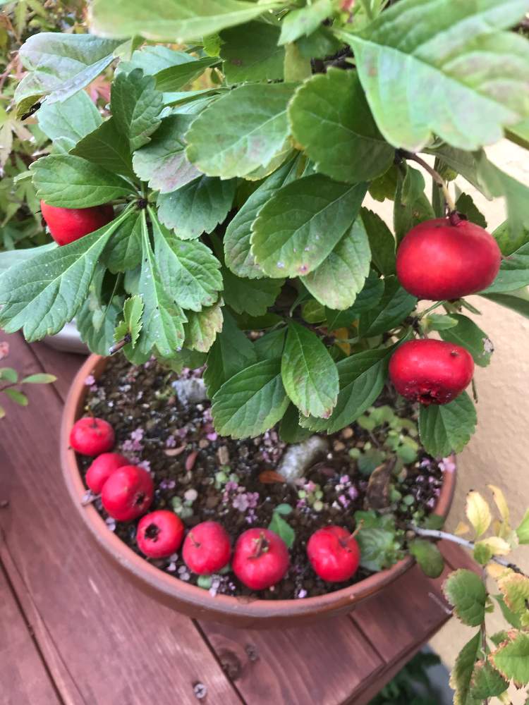 サンザシ属の投稿画像 By さん 19月10月26日 Greensnap グリーンスナップ