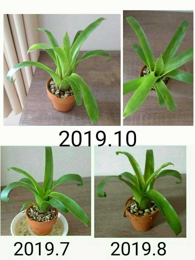 着生植物の投稿画像 By テルさん ダイエリアナとチランジア属と成長記録とエアプランツとエアープランツ チランジア 19月10月26日 Greensnap グリーンスナップ