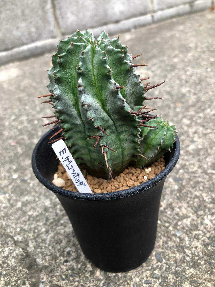 ユーフォルビア・ゲンコツホリダ｜🍀GreenSnap（グリーンスナップ）