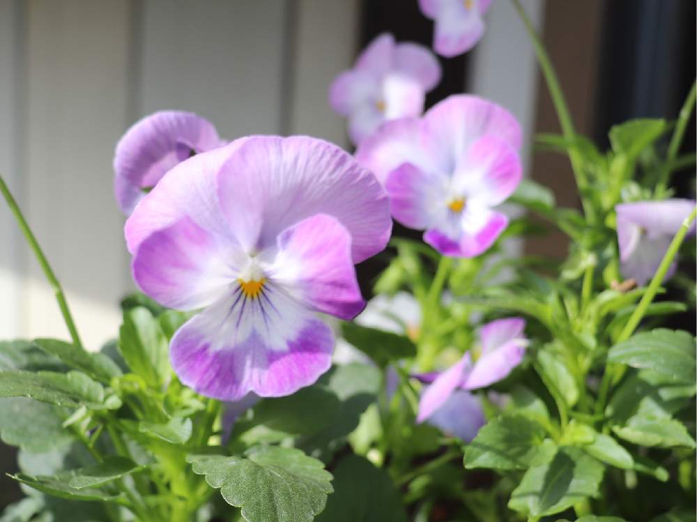 よく咲くスミレの投稿画像 By かぶれちゃんさん 花のある暮らしとオススメ とお花が好き 19月10月26日 Greensnap グリーンスナップ