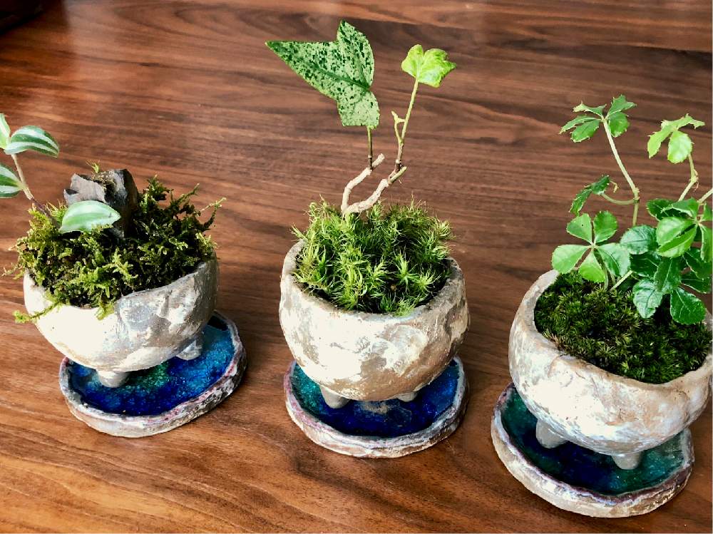 手作り鉢の投稿画像 By Lush Greenさん グリーンのある暮らしと手づくりインテリア雑貨とものづくりと手作り雑貨とオリジナルと苔 こけ 19月10月26日 Greensnap グリーンスナップ