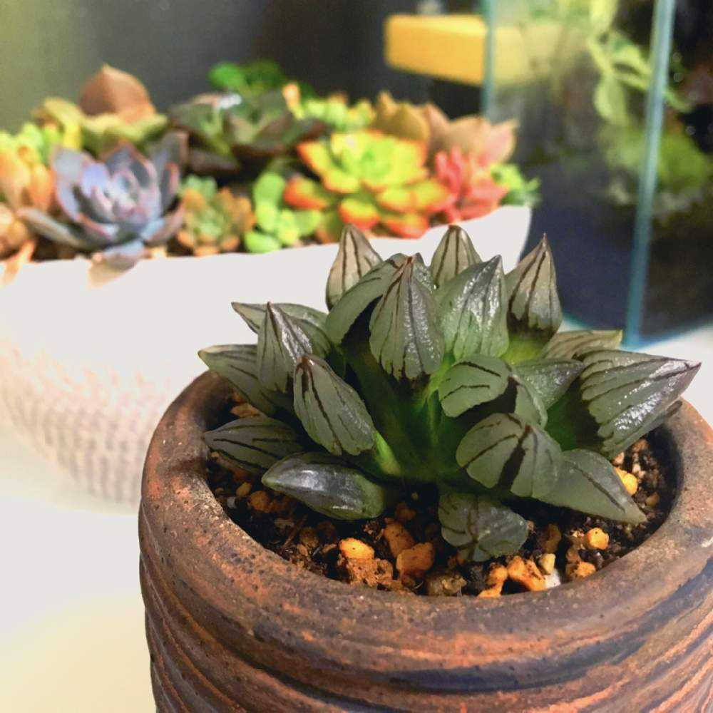 ハオルチア アトロフスカ ミュータント 抜き苗 ハオルチア アトロ