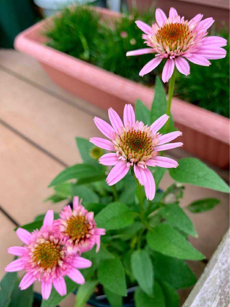 19年 エキナセアまとめ Greensnap グリーンスナップ