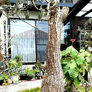 ユッカ エレファンティペスの投稿画像一覧 Greensnap グリーンスナップ